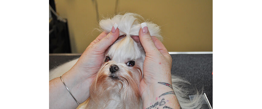 A Maltese in Full Coat